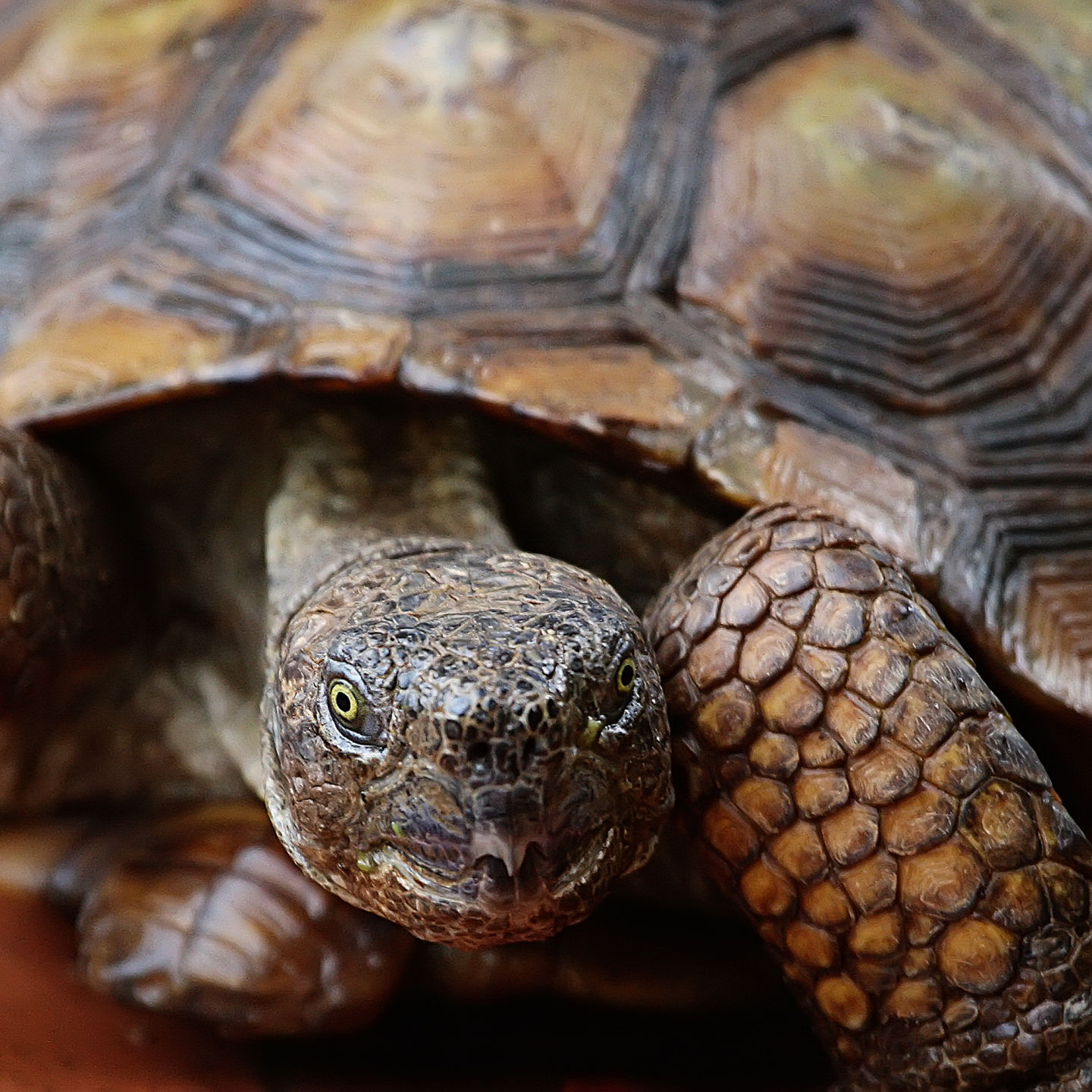 Readers share their desert tortoise photos